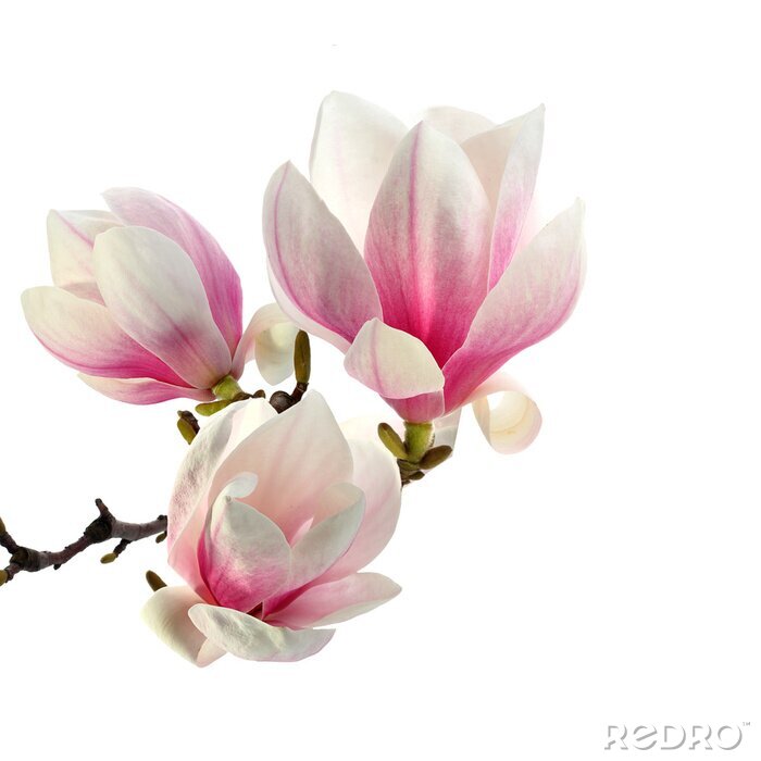 Papier peint  Beaux magnolias sur fond blanc