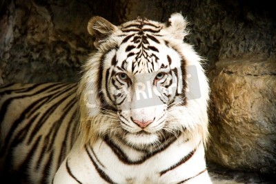 Papier peint  Bébé tigre blanc en Thaïlande