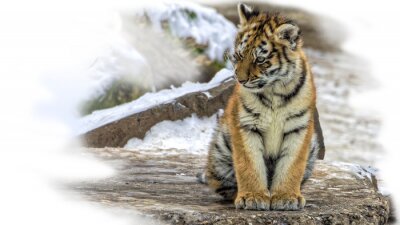 Papier peint  Bébé tigre de Sibérie assis
