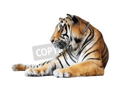 Papier peint  Bébé tigre orange sur fond blanc