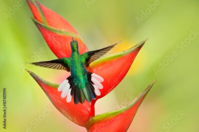Papier peint  Bel oiseau avec une floraison rouge. Heliconia fleur avec colibri. Île de Tobago. Hummingbird Sabot à queue blanche vole à côté de la belle fleur rouge de Strelitzia. Scène de la faune de la forêt tro