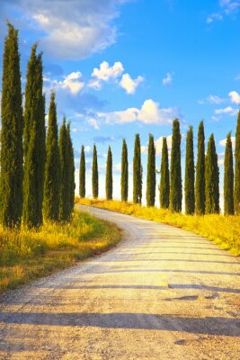 Belle avenue bordée d'arbres en Toscane