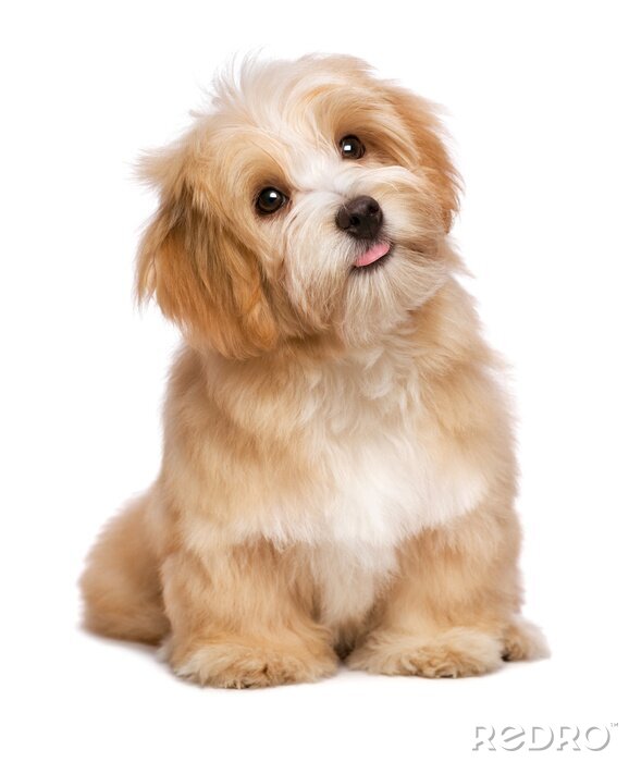 Papier peint  Belle chien assis rougeâtre havanese chiot est à la recherche vers le haut