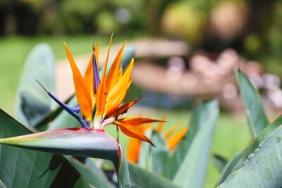 Papier peint  Belle fleur d'oiseau de paradis, connue sous le nom de Strelitzia. Parc sur l'île de Tenerife, Canaries.