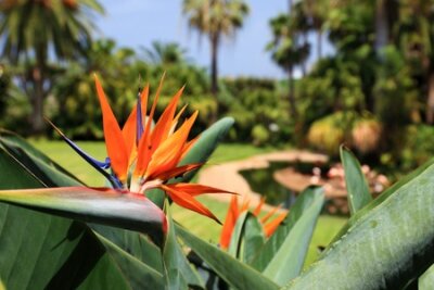 Papier peint  Belle fleur d'oiseau de paradis, connue sous le nom de Strelitzia. Parc sur l'île de Tenerife, Canaries.