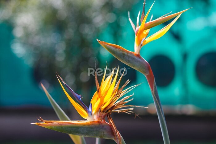 Papier peint  Belle fleur d'oiseau de paradis (Strelitzia reginae) isolée en fond vert