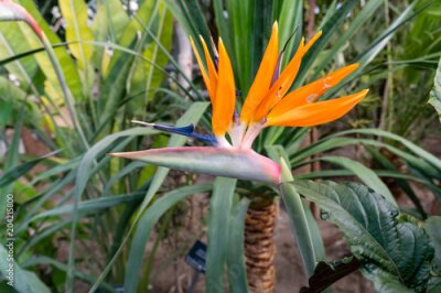 Papier peint  Belle fleur d'oiseau de paradis (Strelitzia reginae) isolée en fond vert. Vue rapprochée