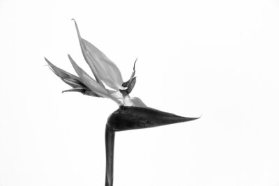 Papier peint  Belle fleur d'oiseau de paradis (Strelitzia reginae) isolée sur fond blanc.