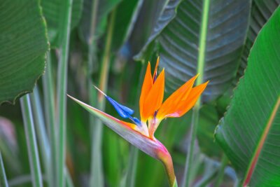 Papier peint  Belle fleur d'oiseau du paradis. Fleur tropicale Strelitzia reginae sur fond vert