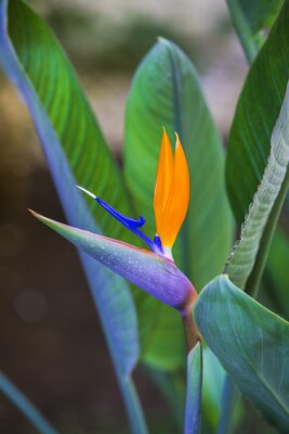 Papier peint  Belle fleur d'oiseau du paradis. Fleur tropicale Strelitzia reginae sur fond vert