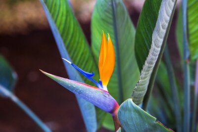 Papier peint  Belle fleur d'oiseau du paradis. Fleur tropicale Strelitzia reginae sur fond vert