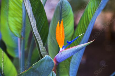 Papier peint  Belle fleur d'oiseau du paradis. Fleur tropicale Strelitzia reginae sur fond vert