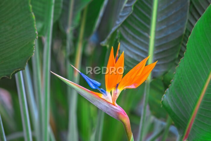 Papier peint  Belle fleur d'oiseau du paradis. Fleur tropicale Strelitzia reginae sur fond vert