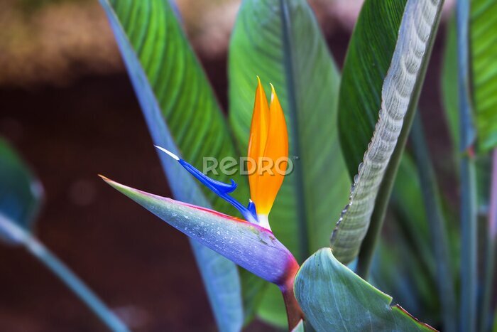 Papier peint  Belle fleur d'oiseau du paradis. Fleur tropicale Strelitzia reginae sur fond vert