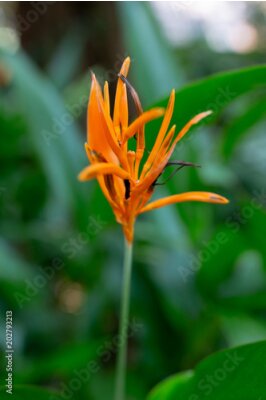 Papier peint  Belle fleur d'oiseau du paradis Strelitzia reginae isolée en fond vert
