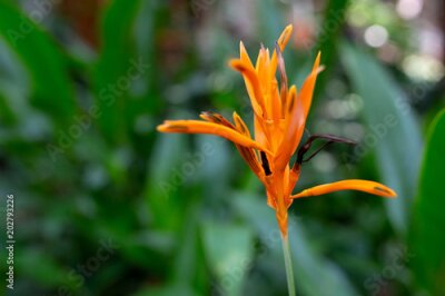Papier peint  Belle fleur d'oiseau du paradis Strelitzia reginae isolée en fond vert