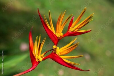 Papier peint  Belle fleur d'oiseau du paradis Strelitzia reginae isolée en fond vert