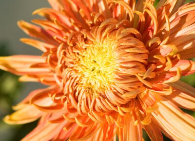 Belle fleur d'oranger