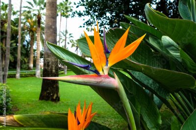 Papier peint  Belle fleur de paradis - Wunderschöne Strelitzie