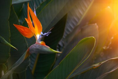 Papier peint  Belle fleur de strelitzia dans le jardin botanique en Europe