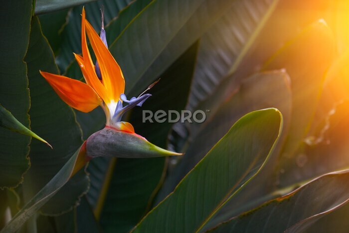 Papier peint  Belle fleur de strelitzia dans le jardin botanique en Europe