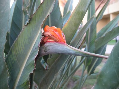 Papier peint  Belle fleur de strelitzia dans un environnement naturel