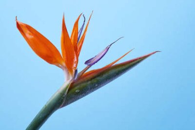 Papier peint  Belle fleur de Strelitzia reginae isolée sur fond bleu. Fleur oiseau de paradis. Concept de printemps pour la fête des mères avec espace de copie
