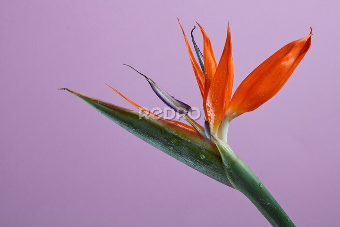 Papier peint  Belle fleur de strelitzia sur fond violet