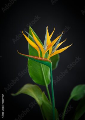 Papier peint  belle fleur jaune Strelitzia