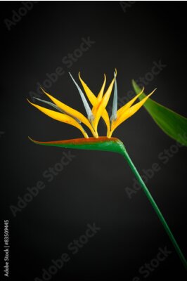 Papier peint  belle fleur jaune Strelitzia