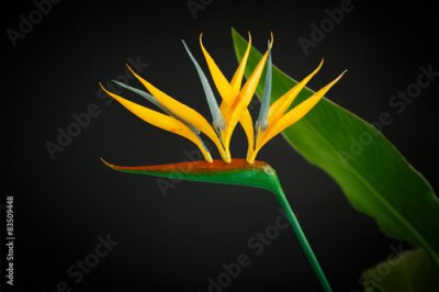 Papier peint  belle fleur jaune Strelitzia