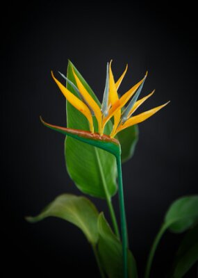 Papier peint  belle fleur jaune Strelitzia sur fond noir