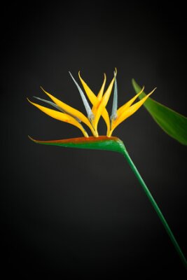 Papier peint  belle fleur jaune Strelitzia sur fond noir