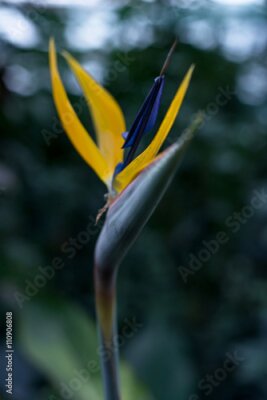 Papier peint  Belle fleur, oiseau de la fleur de paradis (Strelitzia reginae) Mise au point sélective