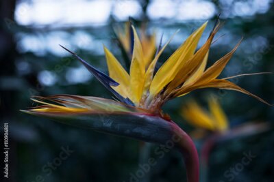 Papier peint  Belle fleur, oiseau de la fleur de paradis (Strelitzia reginae) Mise au point sélective