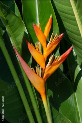 Papier peint  belle fleur oiseau de paradis (Strelitzia reginae) contre les feuilles vertes