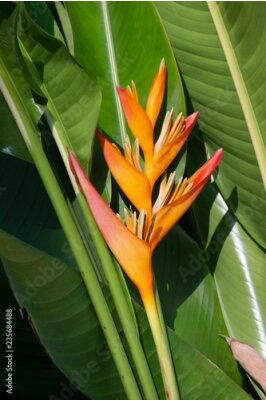 Papier peint  belle fleur oiseau de paradis (Strelitzia reginae) contre les feuilles vertes