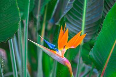Papier peint  Belle fleur oiseau de paradis. Strelitzia reginae fleur tropicale sur fond vert
