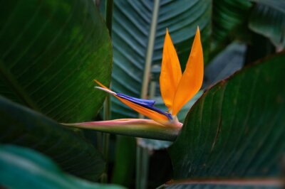 Papier peint  Belle fleur royale Strelitzia Reginae entourée de feuilles vert foncé. Fleur orange et bleu foncé forme inhabituelle en forme d'oiseau.
