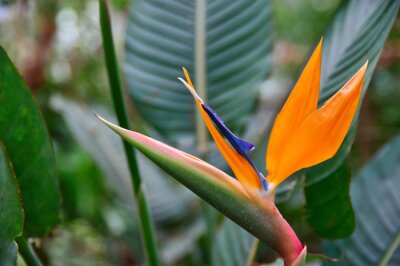 Papier peint  Belle fleur royale Strelitzia Reginae entourée de feuilles vertes. Fleur orange et bleu foncé forme inhabituelle en forme d'oiseau. Mise au point sélective