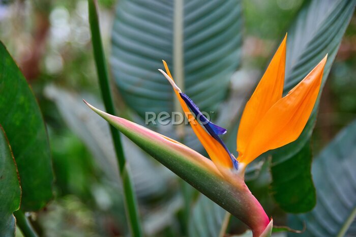 Papier peint  Belle fleur royale Strelitzia Reginae entourée de feuilles vertes. Fleur orange et bleu foncé forme inhabituelle en forme d'oiseau. Mise au point sélective