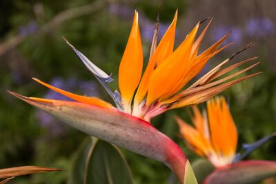 Papier peint  Belle fleur Strelitzia