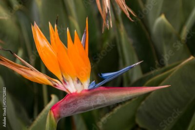 Papier peint  Belle fleur Strelitzia