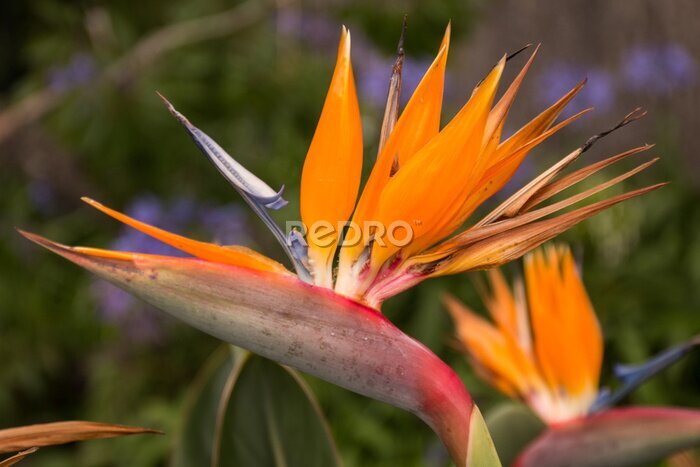 Papier peint  Belle fleur Strelitzia