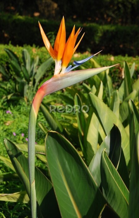Papier peint  Belle fleur Strelitzia