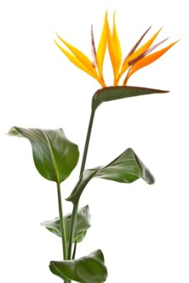 Papier peint  Belle fleur Strelitzia sur un fond blanc