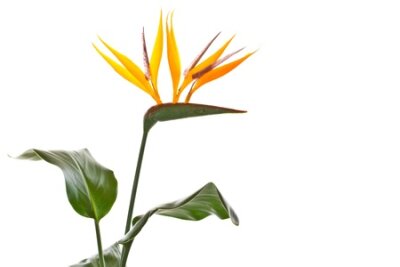 Papier peint  Belle fleur Strelitzia sur un fond blanc