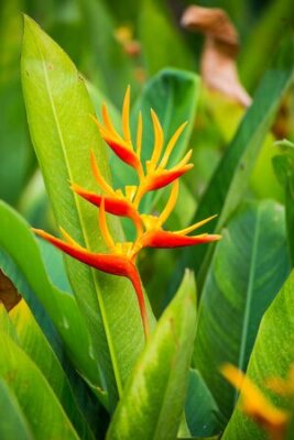 Papier peint  belle floraison fleur Strelitzia dans le parc