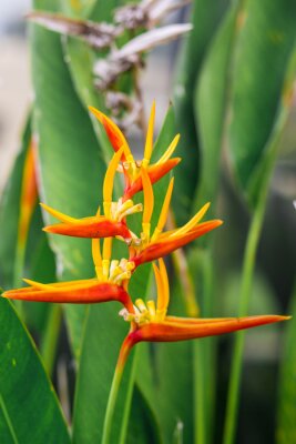 Papier peint  Belle orange, fleur exotique Strelitzia.