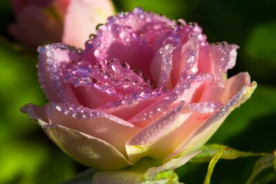 Papier peint  Belle rose gouttes d'eau